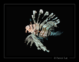 Lionfish as in a comic strip - Lumix FX01 by Patrick Tutt 